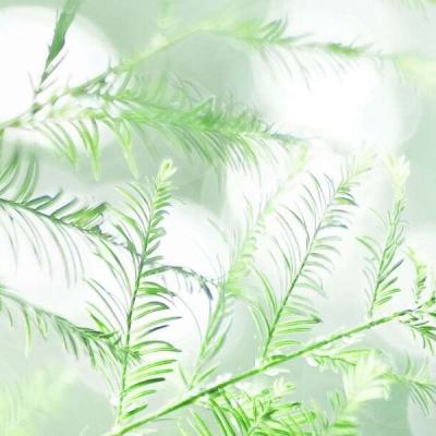 机甲爱丽丝台服官方版下载